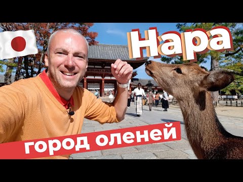 Видео: Нара - город оленей / Зоткингид