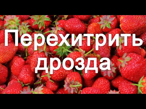 Видео: Чтобы дрозды не клевали ягоды: хитрый способ