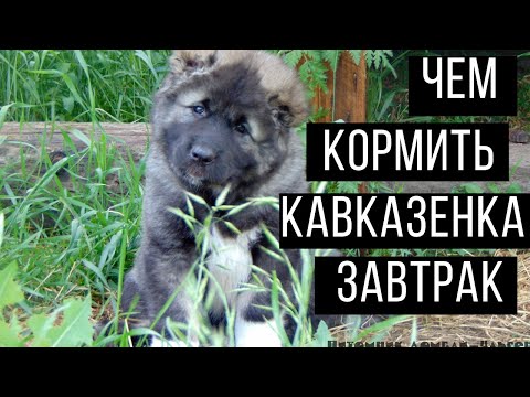 Видео: Как и чем кормить щенка кавказской овчарки: завтрак