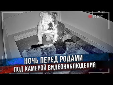 Видео: Беременная собака не может спать! Беспокойная ночь перед родами.