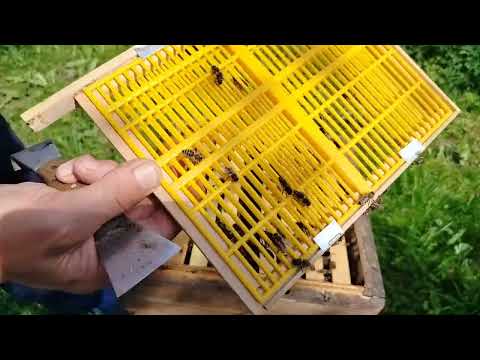 Видео: Нет клеща без обработок..... МиФ или РеаЛьность...???