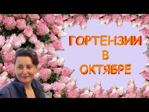 Видео: Гортензии в Октябре.  Сад Людмилы Кудасовой