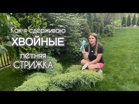 Видео: Секреты Контроля Роста и Формы. Стрижка можжевельников и бересклета.