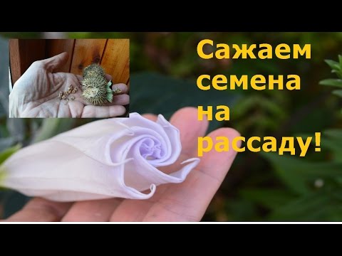 Видео: Дурман, датура !  Когда и как сажать семена  на рассаду!?
