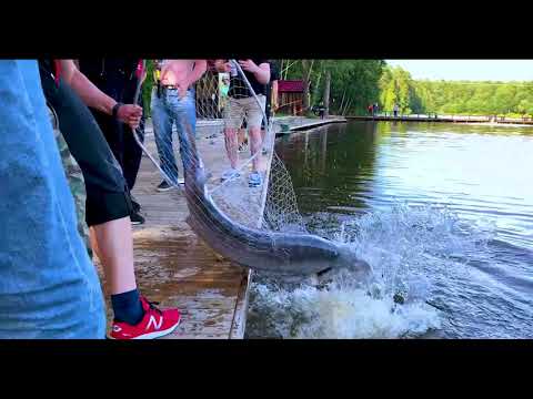 Видео: Как ловить трофеи? Да вот так!