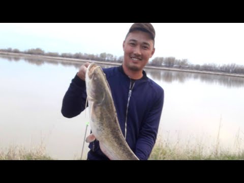 Видео: КӨКТЕМДЕ ЖАЙЫН БАЛЫҒЫН ҰСТАУ. ҚЫЗЫМДЫ БАЛЫҚҚА АЛЫП БАРДЫМ, СЫРДАРИЯ (СОМ НА 8 кг) ҚЫЗЫЛОРДА.