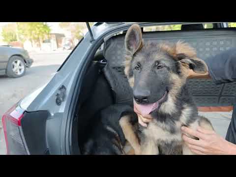 Видео: ИТ БАЗАР КАНГАЛ ТҮРКМЕН АЛАБАЙ ЖӨНҮНДӨ МААЛЫМАТ БЕРДИ 1-СЕНТЯБРЬ 2024