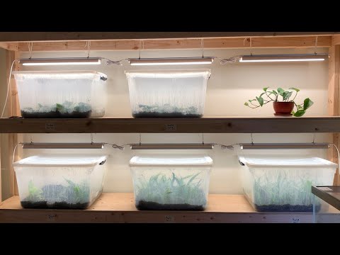 Видео: Экскурсия по моей ферме по выращиванию папоротников и анубиасов + аквариумы (тонны цветов анубиас...