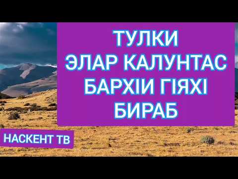 Видео: ТУЛКИ-ЭЛАР КАЛУНТАС БАРХIИ ГIЯХIБИРАБ