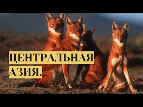 Видео: ФИЛЬМ ОБ ОДНОМ ИЗ САМЫХ НЕИЗУЧЕННЫХ УГОЛКОВ ЗЕМЛИ!Центральная Азия. Дух дикой природы.Семейный канал