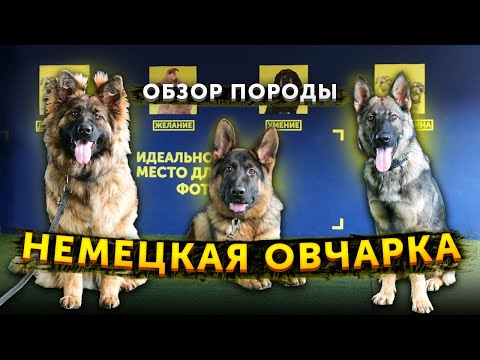 Видео: Обзор породы | Немецкая овчарка | Кому подойдет | Особенности | Хороший охранник? | Виды окрасов