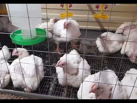 Видео: Бройлерам 1месяц🐔🐔🐔#баклажанывтомате#лечо#