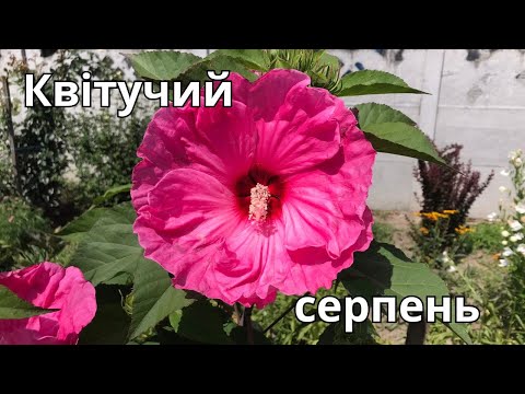 Видео: Квітучий серпень.