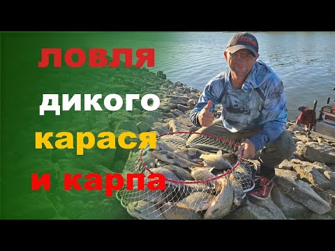 Видео: Ловля дикого карася и сазана