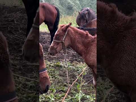 Видео: Жайлоого саякат. #kyrgyztan #mountains #travel #nature #drone