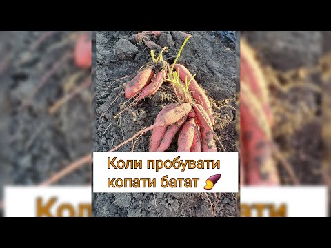 Видео: Коли пробувати копати батат? 🌿🍠