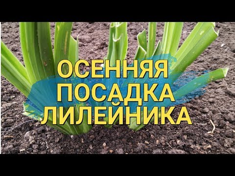 Видео: ПОСАДКА ЛИЛЕЙНИКА ОСЕНЬЮ. Цветение будет обильным!