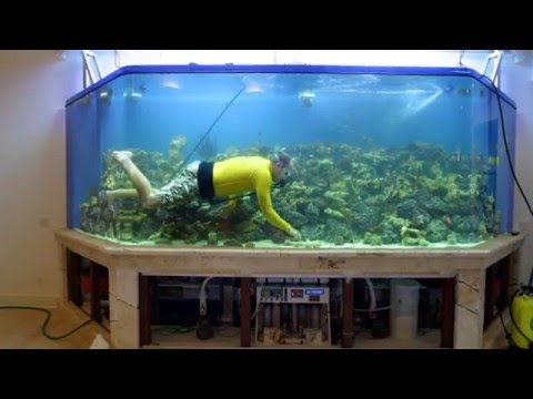Видео: Самые дорогие аквариумные рыбки/The most expensive aquarium fish