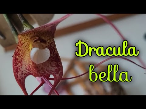 Видео: Dracula bella первое домашнее цветение.