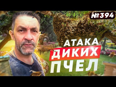 Видео: Дикие ПЧЁЛЫ атакуют / Илюше ГОД