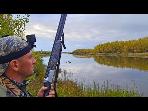 Видео: Охота на Утку с Подхода и на Вечёрке. Охота в Новом Месте.