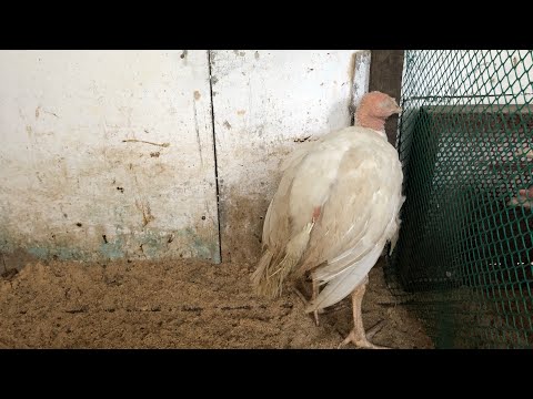 Видео: Что делать если индюк спит?