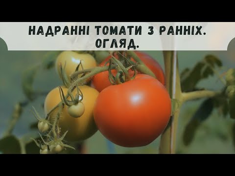 Видео: Надранні томати з ранніх. Огляд