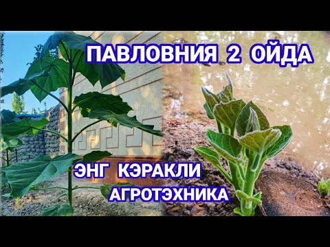 Видео: #павловния_олами.  Сиз хам павловния дарахтингизни шундай устиришни хохлайсизми.???