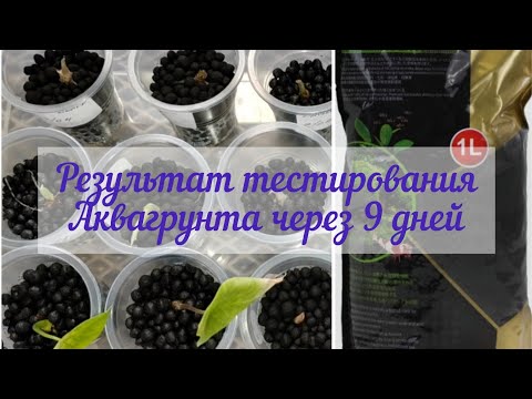 Видео: Промежуточный результат использования Аквагрунта для реанимации клубней алоказий