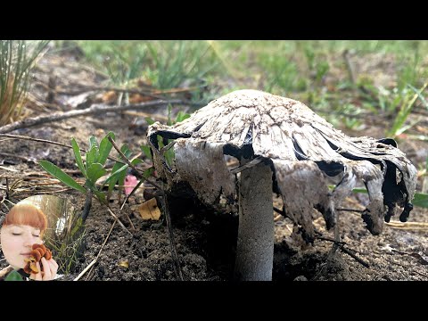 Видео: НАЧАЛО ГРИБНОГО СЕЗОНА. Съедобные трутовики, чернильный гриб и приготовление папоротника. Май 2020