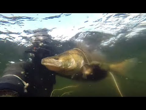Видео: ПОДВОДНАЯ ОХОТА НА САМОГО КРУПНОГО СУДАКА!!! Тактика Поиска и Места Обитания ТРОФЕЙНОГО Судака.