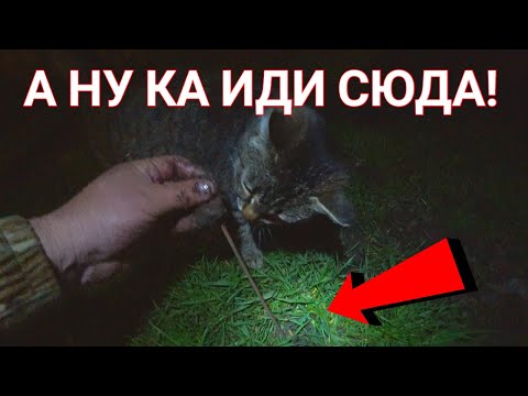 Видео: Рыбалка. Как добыть червя выползка. Что? Где? Когда?