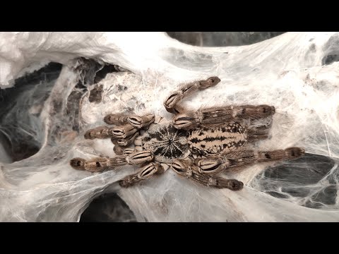 Видео: Один из январских дней фермы пауков птицеедов