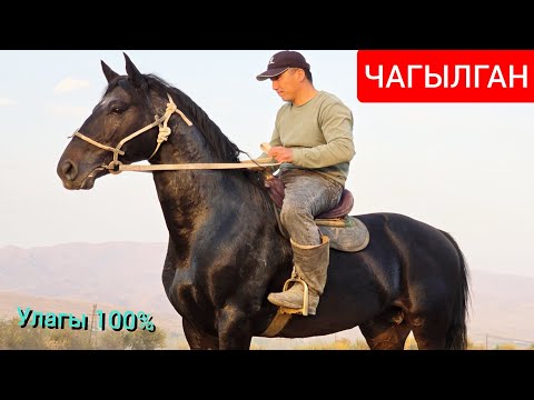 Видео: ЧАГЫЛГАН  чыкты  ПАЙ ПАЙ ПАЙ  АТТЫН УДАРЫ Тилек Балбандан 