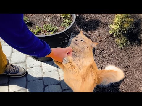 Видео: Уличная кошка делает все, чтобы эта пара любила его ❤