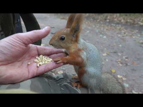 Видео: Белки. Ролик снят 1 октября / Squirrels. The video was shot on October 1