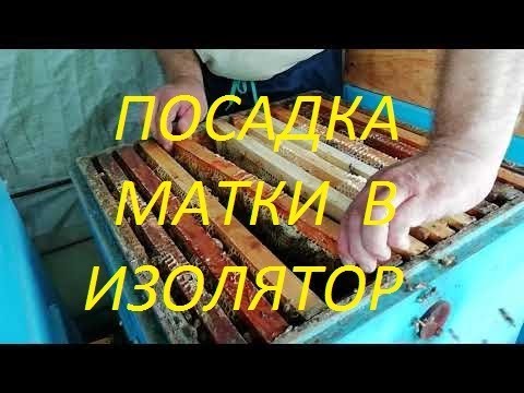 Видео: Облетники. Посадка матки в изолятор.