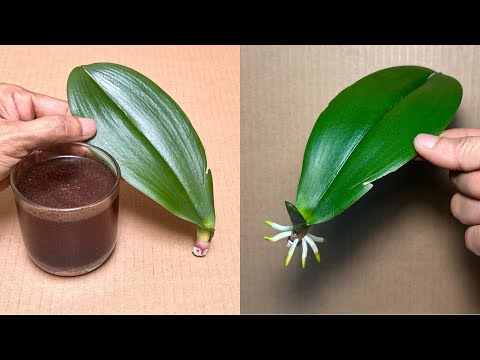 Видео: Эта волшебная вода мгновенно и легко оживляет 1 лист орхидеи