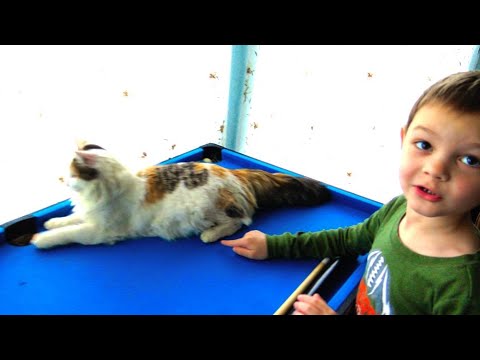 Видео: СКОРО КОТЯТА! Подрались в магазине/ АМЕРИКАНСКАЯ АПТЕКА и ШОППИНГ в АМЕРИКЕ на ПАСХУ