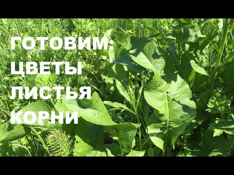Видео: Рецепты из хрена обыкновенного: готовим цветы, листья, корни
