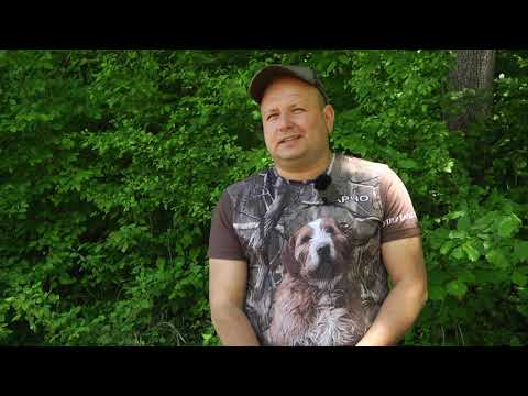 Видео: Край Етрополе се проведе 21-та изложба на породата Български барак - твърдокосместо ловно куче