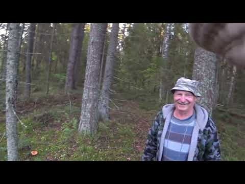 Видео: Нагонка  Начало