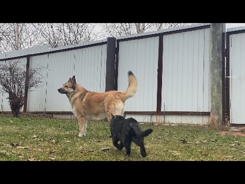 Видео: Среда, угощение 