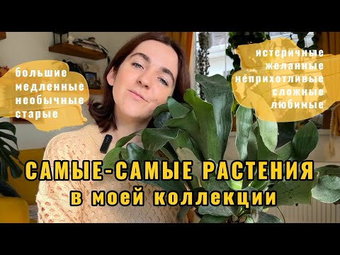 Видео: Топ-20 самых-самых растений в моей коллекции - выбираю под интересные критерии🤗