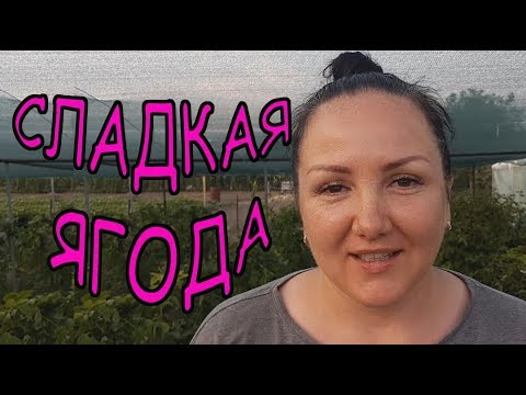 Видео: Как сделать ягоду сладкой?