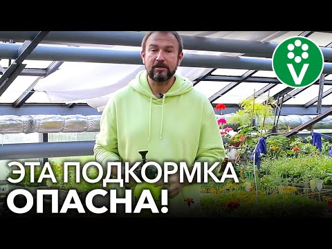 Видео: НИ В КОЕМ СЛУЧАЕ НЕ ПОДКАРМЛИВАЙТЕ ТАК ОГУРЦЫ пока не посмотрите это видео