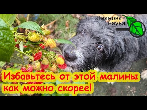 Видео: НЕМЕДЛЕННО ИЗБАВЬТЕСЬ ОТ МАЛИНЫ, если не хотите лишиться урожая всего сада! Опасная болезнь малины.