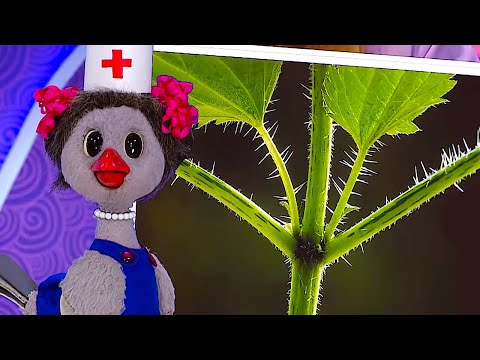 Видео: ✨СПОКОЙНОЙ НОЧИ, МАЛЫШИ!✨ Осторожно, крапива! + мультфильм Грузовичок Пик