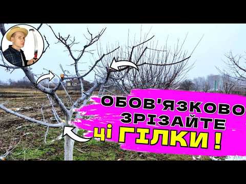 Видео: ЗРІЗАЙТЕ ЦЕ ! Як Обрізати Молодий Абрикос Для Захисту Від Моніліоза Та Великого Врожаю