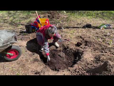 Видео: Апрельский субботник 2025. Вторая жизнь плодового сада и стиль 19 века в усадьбе Бостельман.